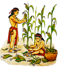 Personas cosechando maíz